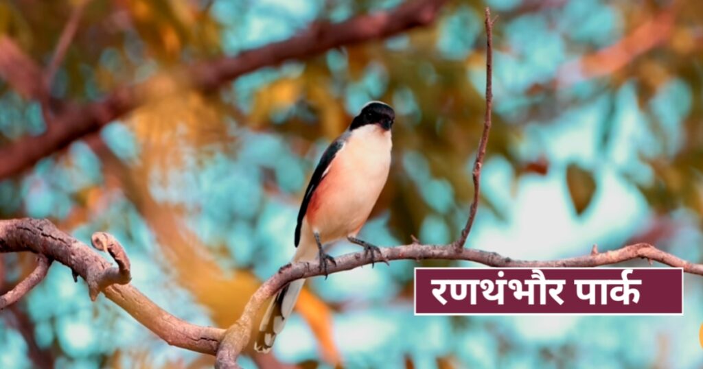 Rajasthan