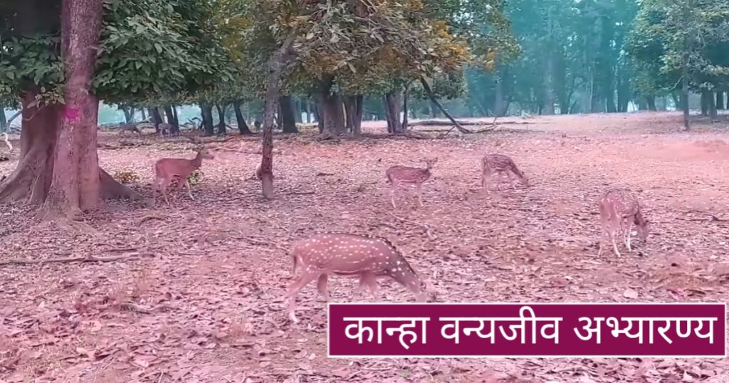 Kanha national park